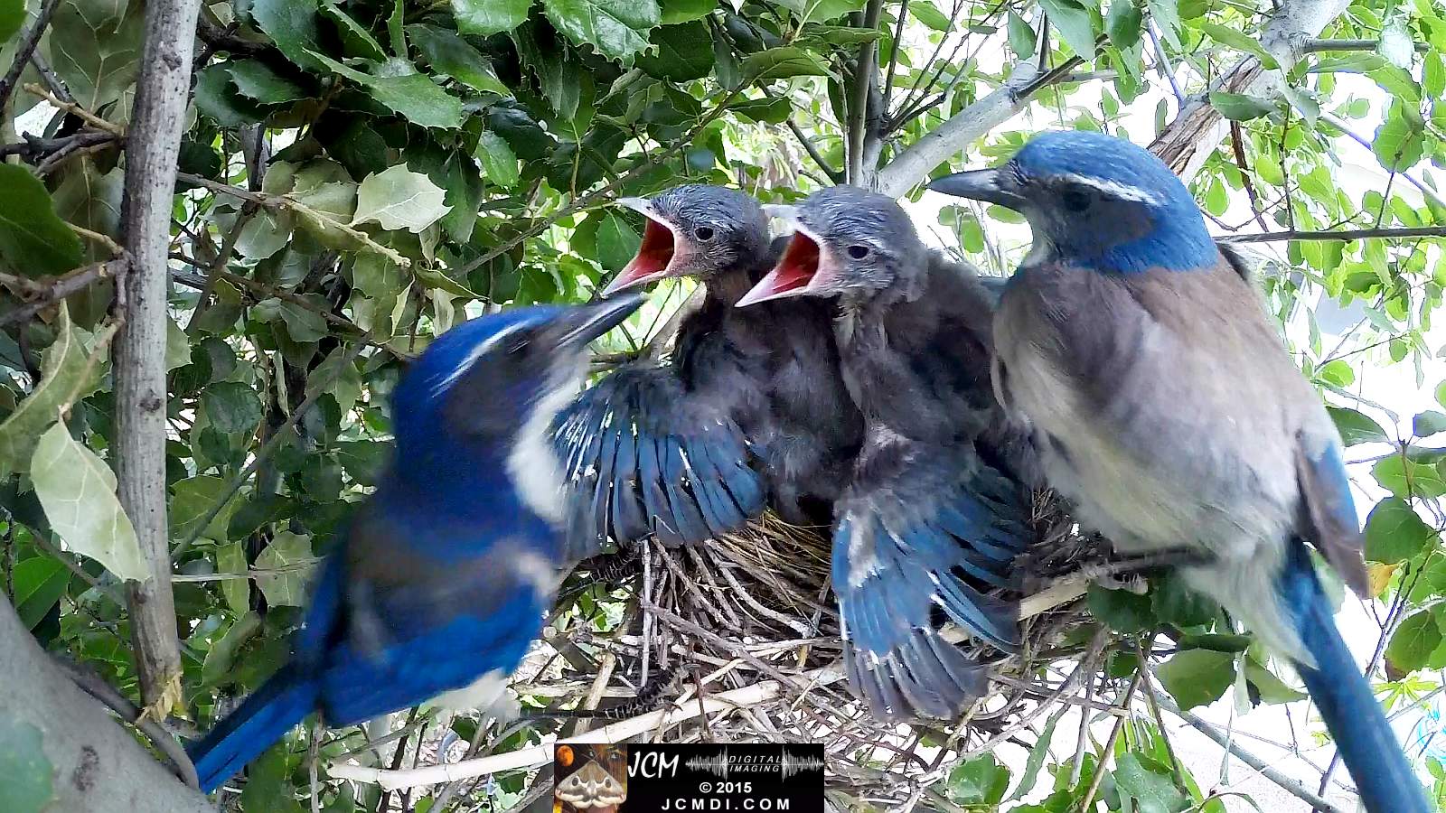 Scrub Jay Documentary male arrives all feed both leave